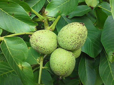 호도나무 사진 - Juglans regia L. Photos