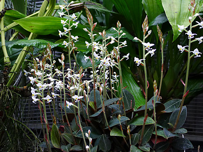 보석란 사진 - Ludisia discolor (Ker Gawl.) A. Rich. Photos