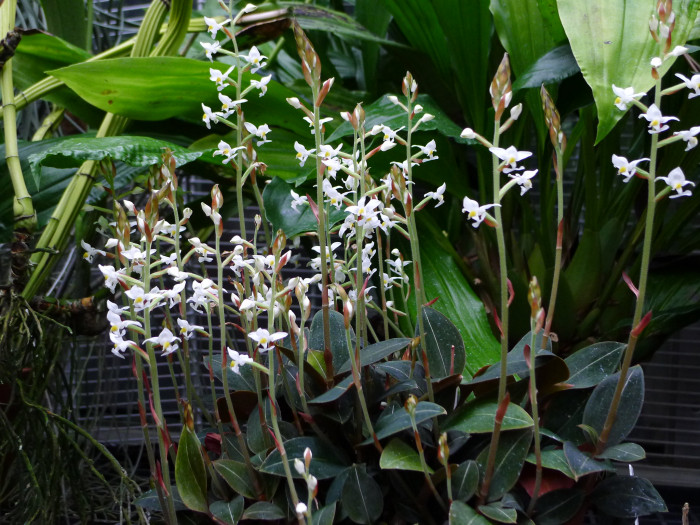 보석란 - jewel orchid, Ludisia discolor (Ker Gawl.) A. Rich.