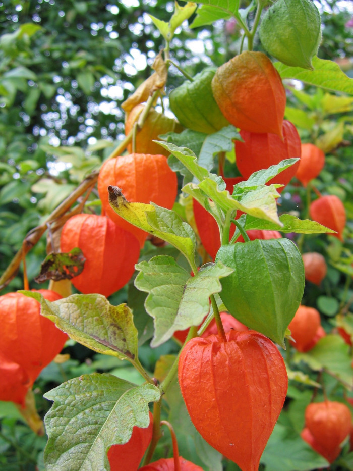 꽈리 - Lampionblume, Physalis alkekengi var. francheti (Mast.) Hort