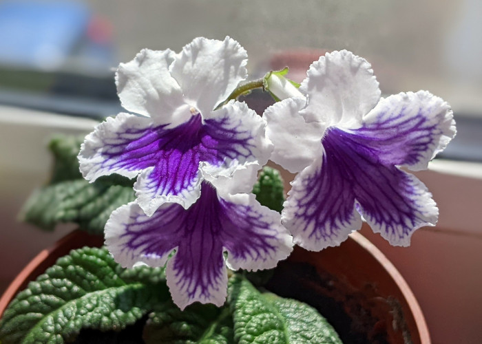 스트렙토카르푸스 - Streptocarpus rexii