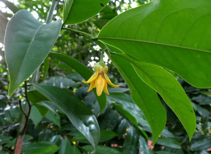 일랑일랑 - YlangYlang, Cananga odorata