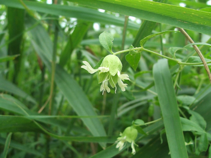 덩굴별꽃 - Cucubalus baccifer var. japonicus Miq.