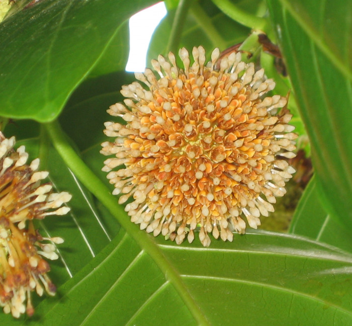 방칼 - Bangkal, Bur tree, canary wood, Leichhardt pine, yellow cheesewood, Nauclea orientalis