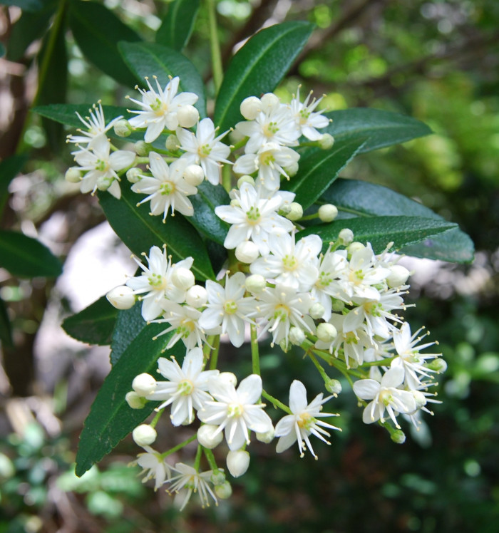 아크라데니아 프랭클리니아 - whitey wood, whit wood, Acradenia frankliniae