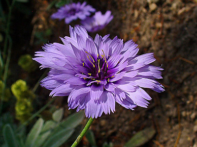 카타난체 사진 - Catananche Caerulea Photos