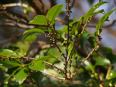 사스레피나무 사진 - Eurya japonica Thunb. Photos