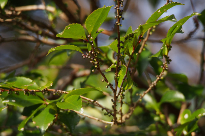 사스레피나무 - Eurya japonica Thunb.