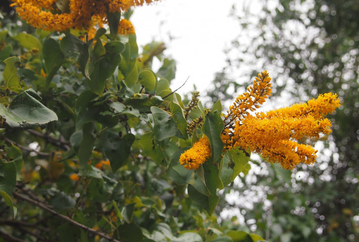 황금나무의 왕관 - Golden Glory Tree, Barklya, Crown of Gold Tree, Barklya syringifolia