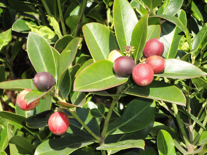 아코칸테라 오포시티폴리아 - Acokanthera oppositifolia