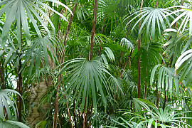 종려죽 - Rhapis humilis Blume