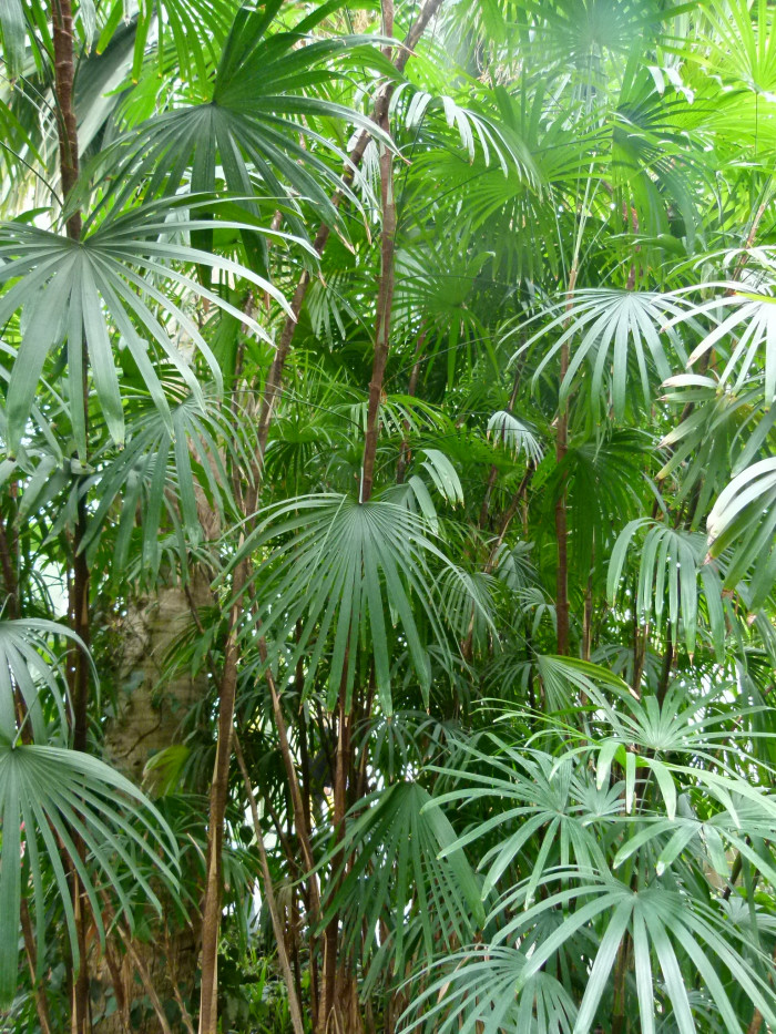 종려죽 - Slender Lady Palm, Rhapis Palm, Rhapis humilis Blume