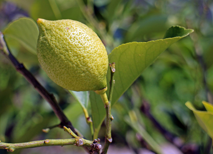 레몬 - lemon, Citrus limon