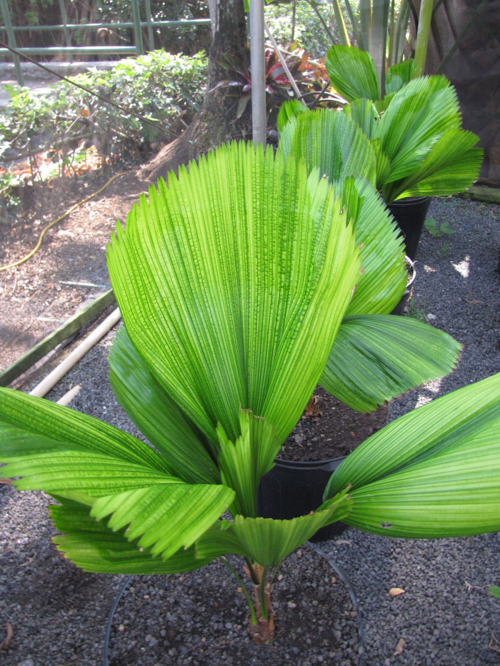 바누아트 부채야자 - Ruffled Fan Palm, Vanuatu Fan Palm, Palas Palm, Licuala grandis H.Wendl.