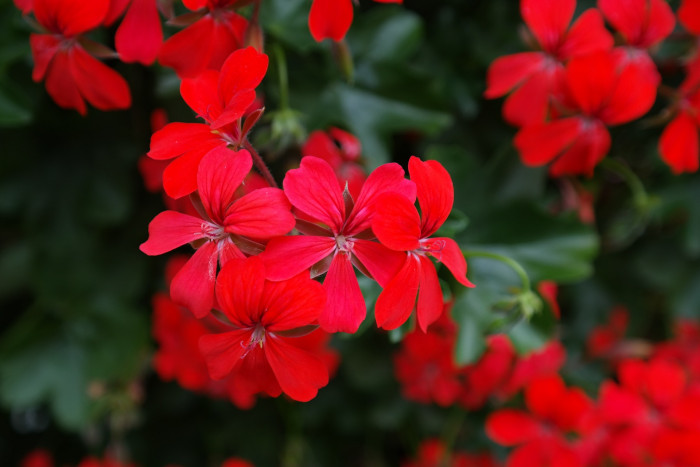 제라늄 - Geranium, Pelargonium inquinans