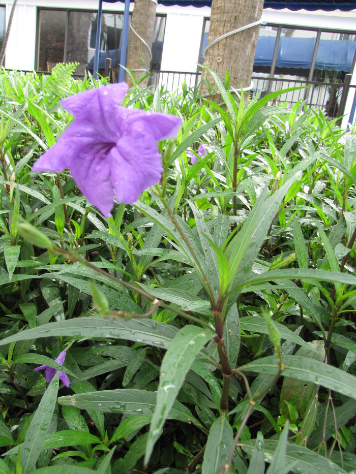 루엘리아 - Mexican petunia, Ruellia brittoniana