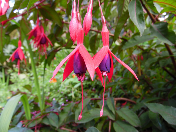 후쿠시아 - Common garden fuchsia, Fuchsia spp.
