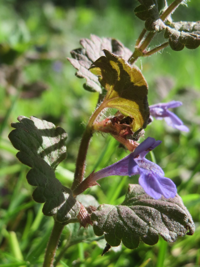 긴병꽃풀 - Glechoma hederacea var