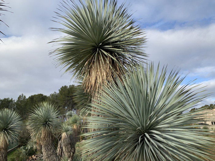 유카 로스트라타 - Beaked yucca, Yucca rostrata