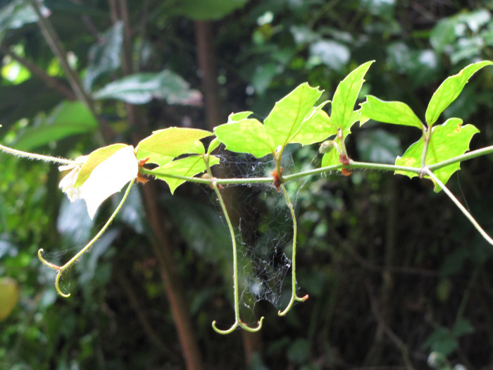 포도 아이비 - Grape ivy, oak leaf ivy, Cissus rhombifolia
