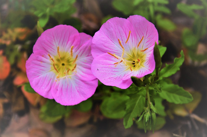 낮달맞이 - Mexican evening primrose, Oenothera speciosa