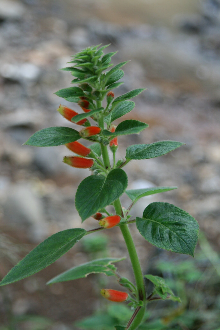코레리아 - Manchu, Kohleria spp.