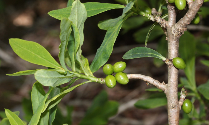 두메닥나무 - Daphne pseudo mezereum var. koreana (Nakai) Hamaya