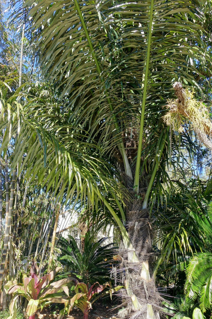 사탕야자 - sugar palm, arenga palm, areng palm, black-fiber palm, gomuti palm, Arenga pinnata