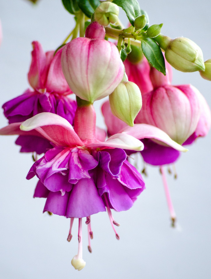 후쿠시아 - Common garden fuchsia, Fuchsia spp.