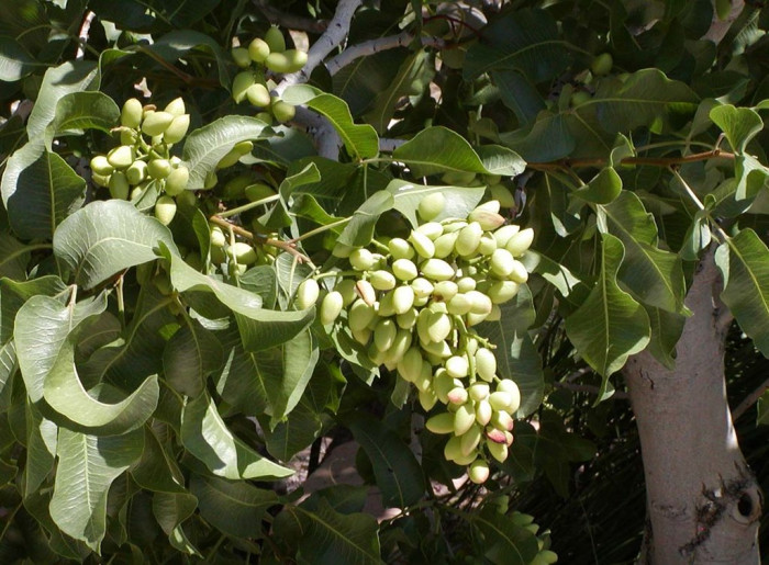 피스타치오 - Pistacia vera