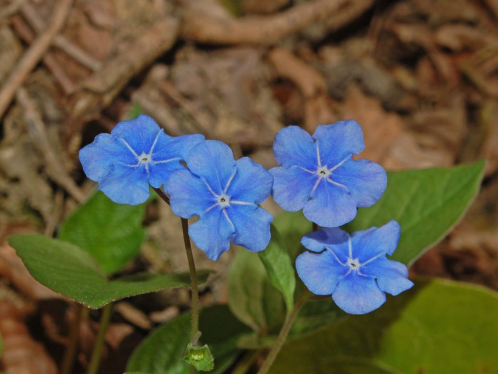 푸른 눈의 메리 - Blue eyed Mary, Omphalodes verna