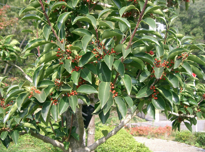먼나무 - Ilex rotunda Thunb.