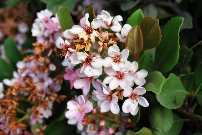 다정큼나무 - Rhaphiolepis indica (L.) Lindl. var. umbellata (Thunb.) Ohashi