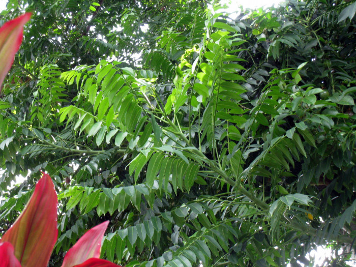 암바렐라 - Ambarella, Dwarf Golden Plum, Makok faring, Spondias Dulcis