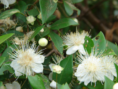 은매화 사진 - Myrtus communis L. Photos