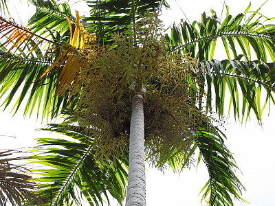 카펜타리야자 사진 - Carpentaria acuminata Photos