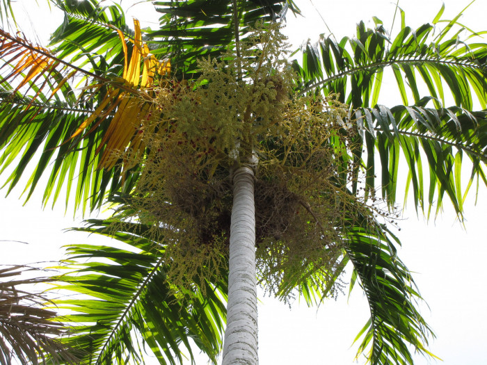 카펜타리야자 - Carpentaria palm, Carpentaria acuminata