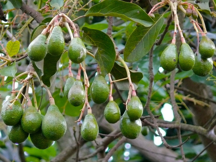 아보카도 - Avocado, Alligator pear, Butter fruit, Persea americana Mill.