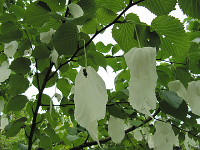 손수건나무 사진 - Davidia involucrata Photos