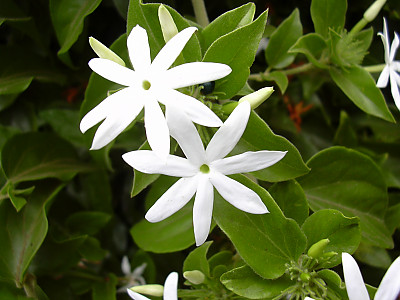 스타자스민 사진 - Jasminum multiflorum Photos