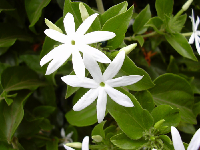 스타자스민 - star jasmine, winter jasmine, Indian jasmine, downy jasmine, Jasminum multiflorum