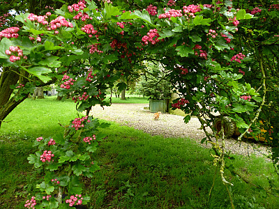 서양산사나무 사진 - Crataegus laevigata \'Paul\'s scarlet\' Photos