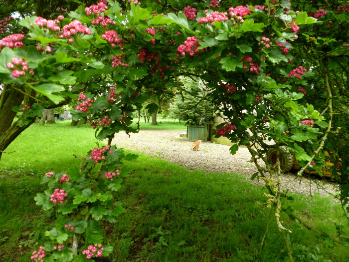 서양산사나무 - Midland Hawthorm, Crataegus laevigata 