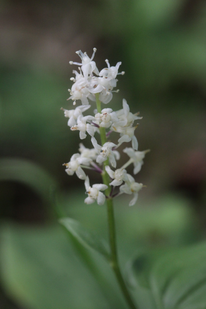 두루미꽃 - Maianthemum bifolium (L.) F.W.Schmidt