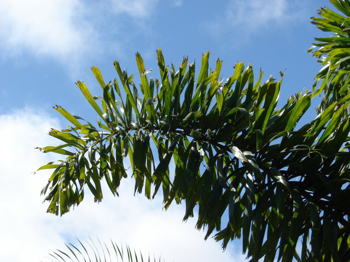 여우꼬리야자 - Foxtail Palm, Wodyetia bifurcata