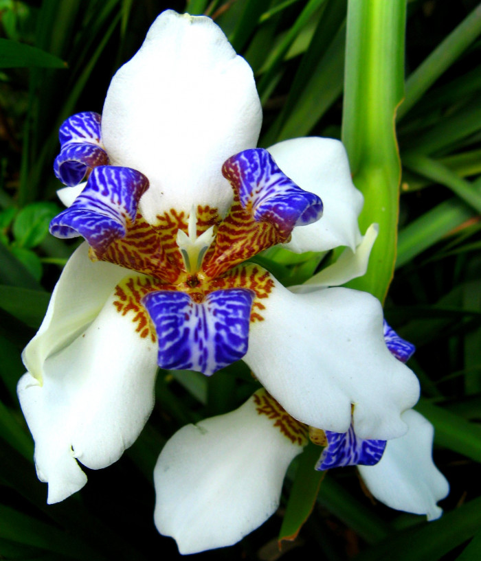 워킹아이리스 - Walking Iris, Neomarica gracilis