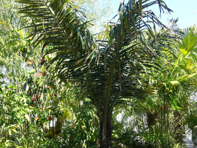 사탕야자 사진 - Arenga pinnata Photos