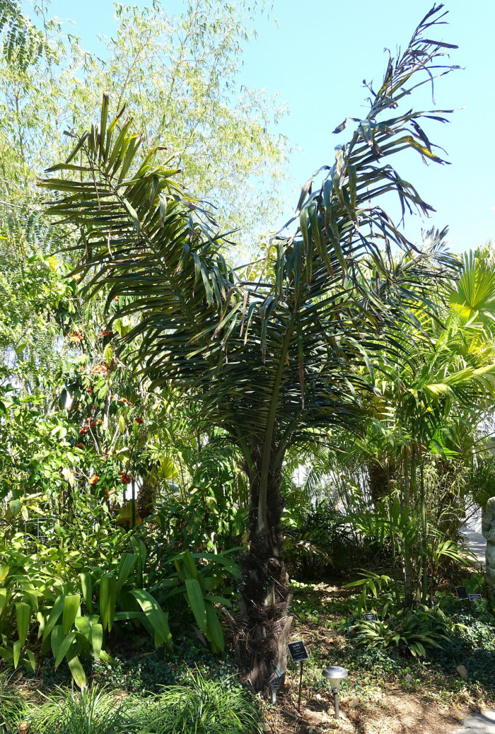 사탕야자 - sugar palm, arenga palm, areng palm, black-fiber palm, gomuti palm, Arenga pinnata