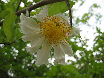프라이드계란꽃 사진 - Oncoba spinosa Photos