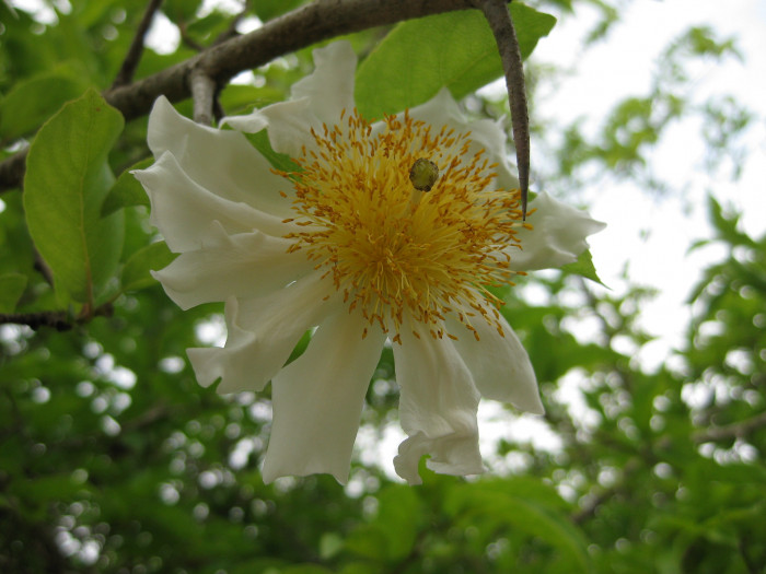 프라이드계란꽃 - Snuff box tree, Fried egg Tree, Fried egg Flower, Oncoba spinosa